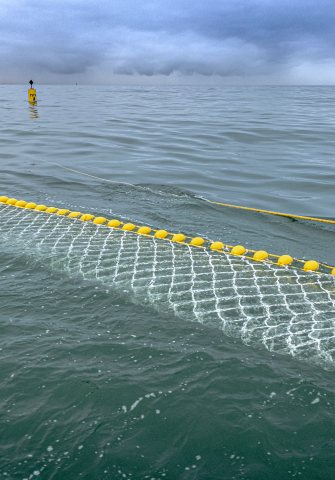 Zeewier kweken in de Noordzee