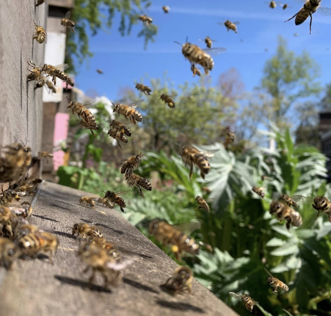 Haagse Honing Haagse Honing