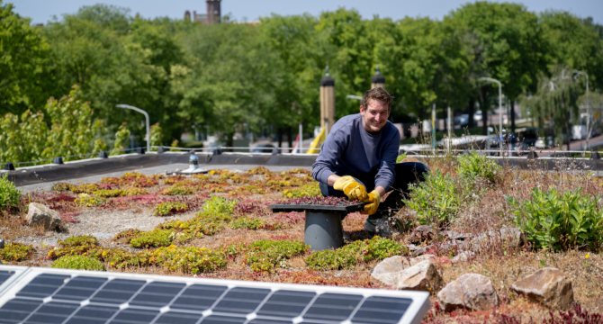 Zonnepanelen en groen dak